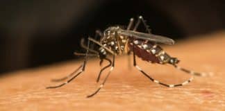 Dengue em 2024 bate recorde em mortes em duas décadas