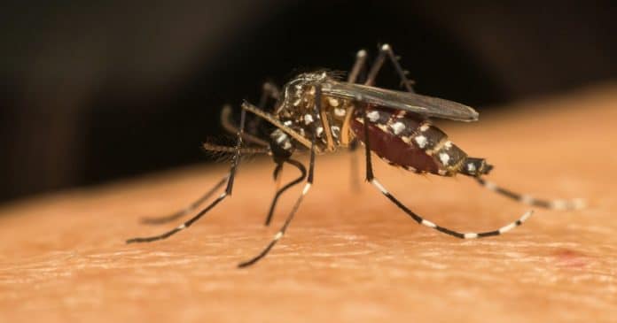 Dengue em 2024 bate recorde em mortes em duas décadas