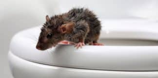 Homem quase morre após ser mordido por um rato dentro do banheiro de sua casa