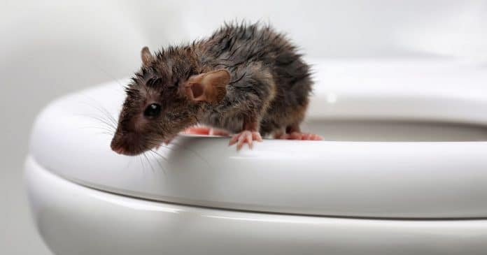 Homem quase morre após ser mordido por um rato dentro do banheiro de sua casa