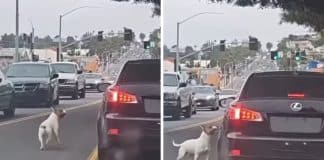 VÍDEO: Cão abandonado persegue desesperadamente o carro dos donos após ser despejado em estrada