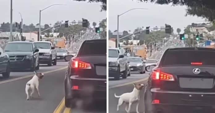 VÍDEO: Cão abandonado persegue desesperadamente o carro dos donos após ser despejado em estrada