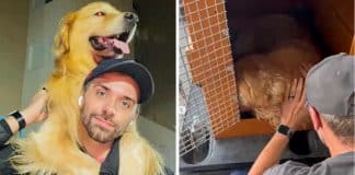 VÍDEO: Cachorro morre após erro no transporte aéreo da Gol em Guarulhos: ‘O que aconteceu? Cadê meu cachorro?’