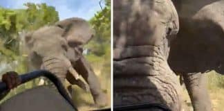 VÍDEO: Elefante furioso persegue jipe e mata turista em safári na África
