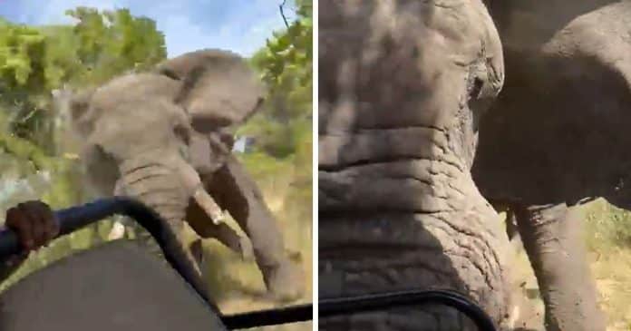 VÍDEO: Elefante furioso persegue jipe e mata turista em safári na África