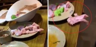 VÍDEO: Clientes gritam quando um pedaço de carne crua ‘zumbi’ rasteja do prato para o chão em restaurante