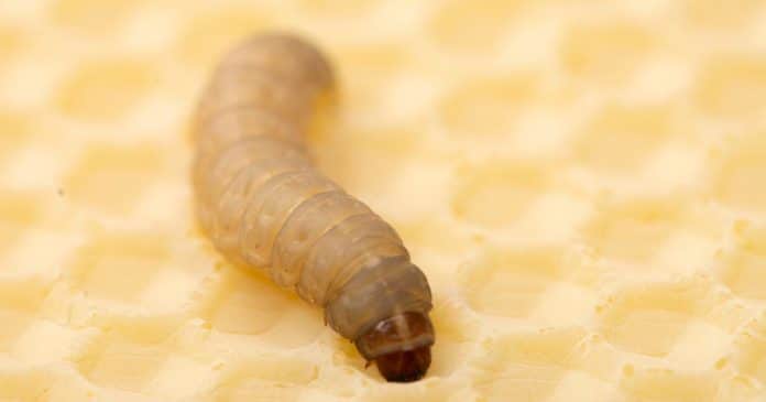 Cientista descobre insetos que conseguem comer e digerir plásticos: Uma esperança para o meio ambiente?