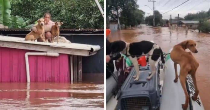 Mulher fica 40 horas ilhada em telhado por se recusar a abandonar seus 32 animais em enchente no RS