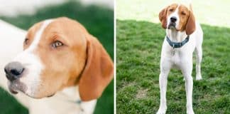 Mulher fica chocada ao descobrir que seu cachorro, supostamente eutanasiado, continuava vivo um ano depois