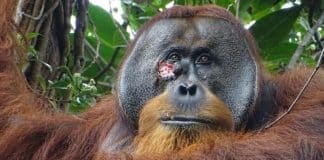 Orangotango com ferida surpreende cientistas ao ser visto usando planta como remédio