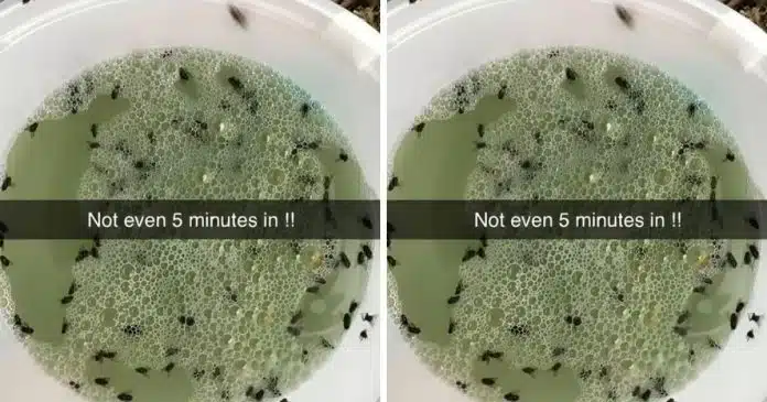 Use este truque na sua cozinha e todas as moscas, mosquitos e insetos desaparecerão