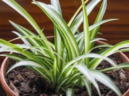 Por que a Planta “Aranha” é um verdadeiro tesouro para sua casa