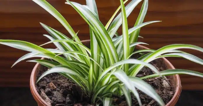 por-que-a-planta-aranha-e-um-verdadeiro-tesouro-para-sua-casa Por que a Planta “Aranha” é um verdadeiro tesouro para sua casa