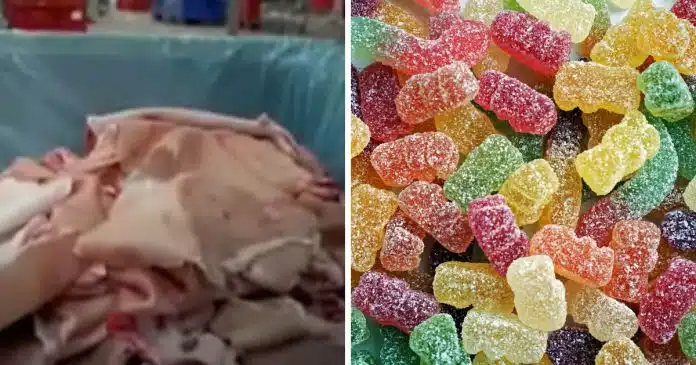 as-pessoas-ficaram-chocadas-ao-descobrir-como-as-balas-de-goma-sao-feitas As pessoas ficaram chocadas ao descobrir como as balas de goma são feitas