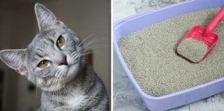Como tirar cheiro de xixi de gato da casa? Saiba como se livrar desse terrível mau cheiro