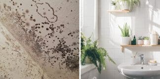 Estas seis plantas fantásticas acabam com bolor negro de ambientes úmidos de sua casa