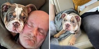 Filhote de bulldog ‘salva a vida do dono’ mastigando seu dedão do pé até o osso enquanto ele dormia