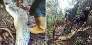 Homem sai para procurar esposa e fica horrorizado ao encontrar uma píton de 9 metros com “uma barriga muito grande”