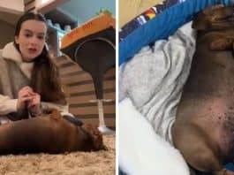 Morre ‘Didi Cupuaçu’: cadelinha com sobrepeso que viralizou ao recusar comer ração para emagrecer