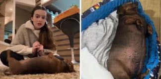 Morre ‘Didi Cupuaçu’: cadelinha com sobrepeso que viralizou ao recusar comer ração para emagrecer