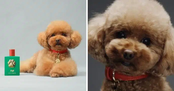 dolce-gabbana-revoluciona-o-mercado-com-perfume-de-r-550-criado-especialmente-para-cachorros Dolce & Gabbana revoluciona o mercado com perfume de R$ 550 criado especialmente para cachorros