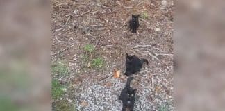 Fascinante ilusão de ótica dos 4 gatos causa alvoroço nas redes sociais: Onde está o quarto gato?