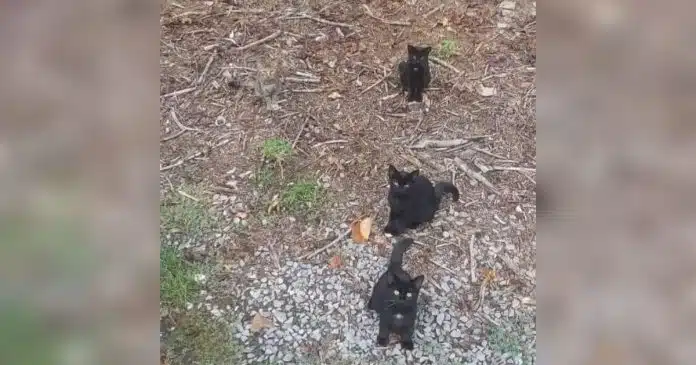 fascinante-ilusao-de-otica-dos-4-gatos-causa-alvoroco-nas-redes-sociais-onde-esta-o-quarto-gato (2) Fascinante ilusão de ótica dos 4 gatos causa alvoroço nas redes sociais: Onde está o quarto gato?