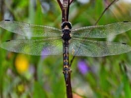 Não extermine libélulas: Saiba os motivos pelos quais é ótimo ter esse inseto por perto