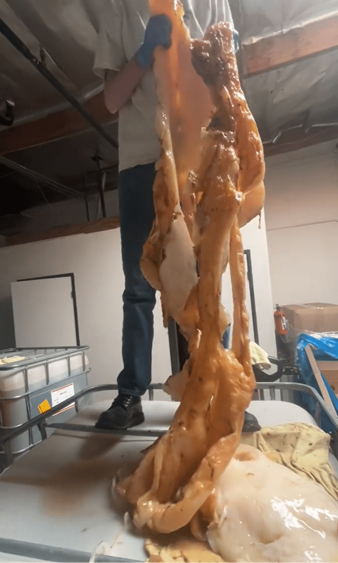 sabiaspalavras.com - Internautas ficaram horrorizados depois ver como &eacute; feito Kombucha: &ldquo;Vou chorar&rdquo;