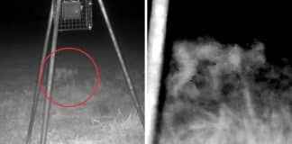 Parece que ‘Chupacabra’ existe: Imagem de estranha criatura intriga especialistas