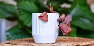 Problemas com plantas? Dicas essenciais de como salvar as plantas da sua casa