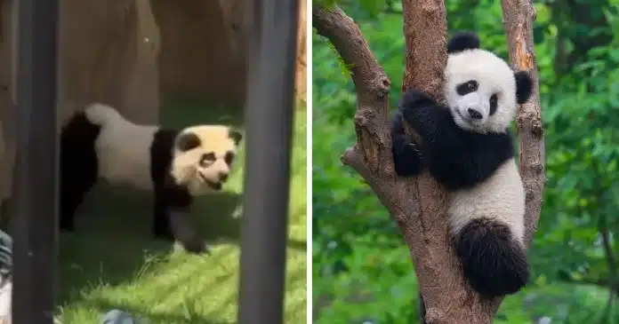 zoologico-na-china-admite-ter-pintado-cachorros-para-parecerem-pandas Zoológico na China causa polêmica ao admitir ter pintado cachorros para parecerem pandas