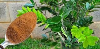Apenas 1 colher deste ‘adubo caseiro poderoso’ faz qualquer planta explodir de tanto crescer forte e saudável