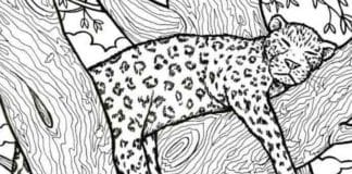 DESAFIO: Você tem 10 segundos para encontrar o peixe na imagem do leopardo