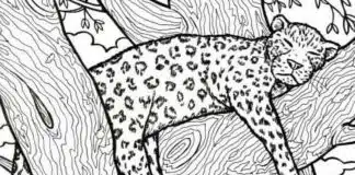 DESAFIO: Você tem 10 segundos para encontrar o peixe na imagem do leopardo