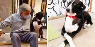 Empresário surpreende ao deixar herança de R$ 673 milhões para cão, mordomo e caridade