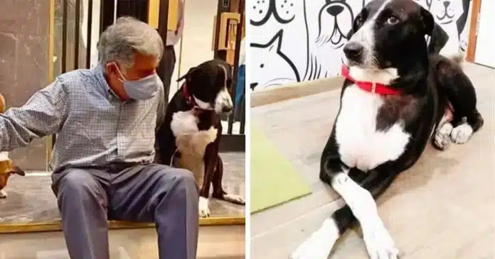 empresario-surpreende-ao-deixar-heranca-de-r-673-milhoes-para-cao-mordomo-e-caridade Empresário surpreende ao deixar herança de R$ 673 milhões para cão, mordomo e caridade