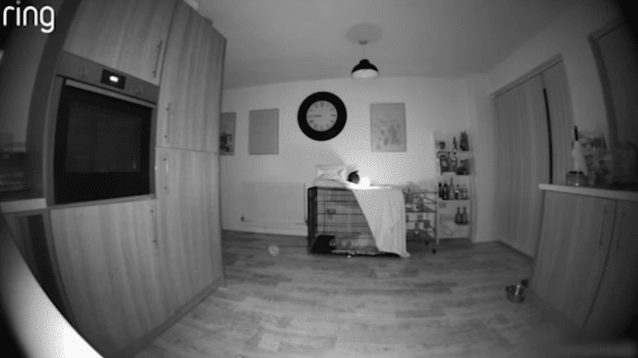 sabiaspalavras.com - 'Fantasma' &eacute; capturado em c&acirc;mera de campainha com detalhes assustadores - enquanto um orbe misterioso flutua pela casa