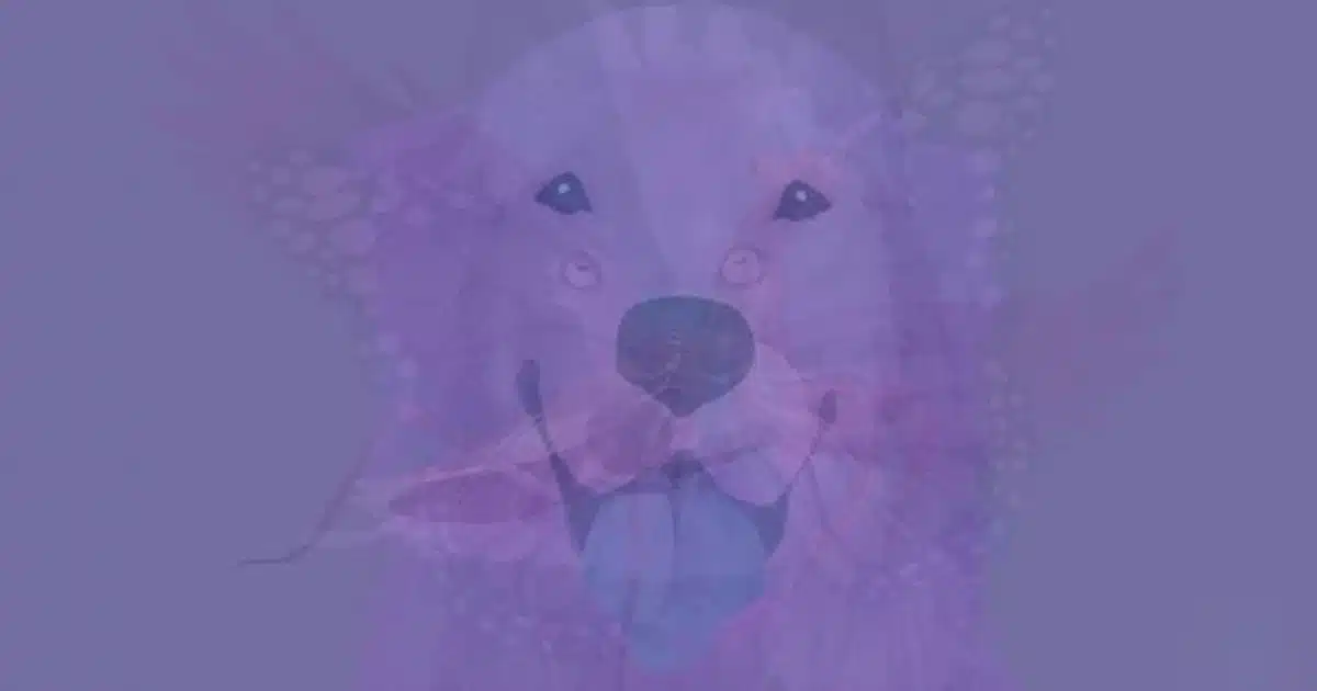 sabiaspalavras.com - Qual animal voc&ecirc; v&ecirc; primeiro: Teste visual revela a ess&ecirc;ncia de sua alma