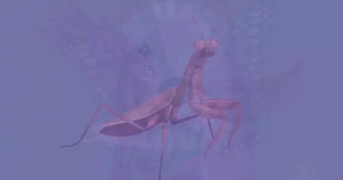 sabiaspalavras.com - Qual animal voc&ecirc; v&ecirc; primeiro: Teste visual revela a ess&ecirc;ncia de sua alma