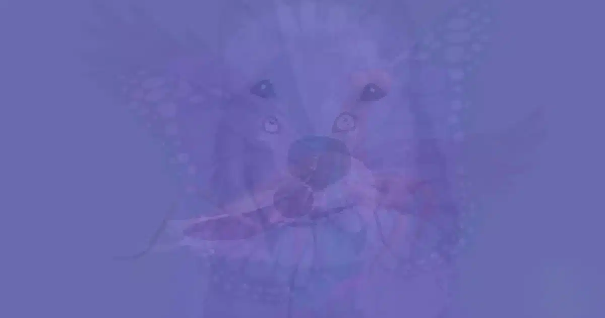 sabiaspalavras.com - Qual animal voc&ecirc; v&ecirc; primeiro: Teste visual revela a ess&ecirc;ncia de sua alma