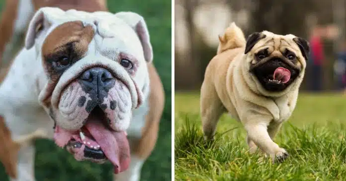 veterinarios-recomendam-parar-de-comprar-pugs-e-bulldogs-entenda-os-motivos Veterinários recomendam que parem de comprar cães da raça Pugs e Bulldogs: Entenda os motivos