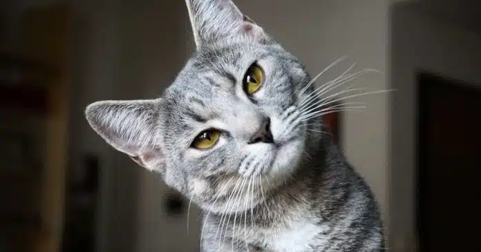 voce-sabia-que-seu-gato-te-ignora-ciencia-explica-esse-comportamento-dos-felinos Você sabia que seu gato te ignora? Ciência explica esse comportamento dos felinos