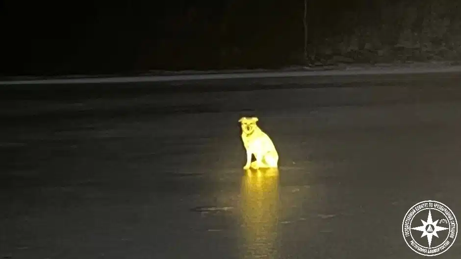 Cachorrinha leal fica dias no local onde seu dono caiu no gelo e morreu ao arriscar atalho em rio congelado sabiaspalavras.com - Cachorrinha leal fica dias no local onde seu dono caiu no gelo e morreu ao arriscar atalho em rio congelado