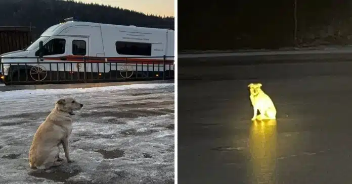 cachorrinha-leal-fica-dias-no-local-onde-seu-dono-caiu-no-gelo-e-morreu-ao-arriscar-atalho-em-rio-congelado Cachorrinha leal fica dias no local onde seu dono caiu no gelo e morreu ao arriscar atalho em rio congelado