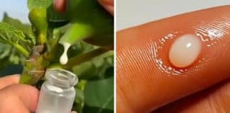 Poucas pessoas sabem mas a ‘seiva de figo’ é um verdadeiro ouro líquido da natureza