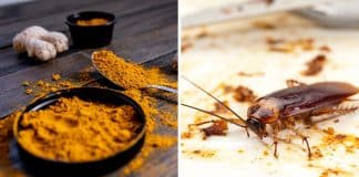 Truque secreto com ‘Cúrcuma’ elimina definitivamente baratas, formigas e ácaros – e funciona mesmo