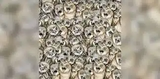 Desafio de Visual: Ache o Gato na imagem – a maioria não consegue achar
