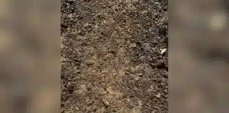 Teste sua visão com este quebra-cabeça de ilusão de ótica: você consegue encontrar a moeda escondida?