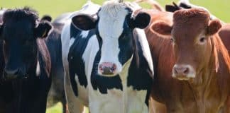 Vacas têm “melhores amigas” e sofrem com separações, aponta pesquisa